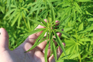 Minerals In Hemp