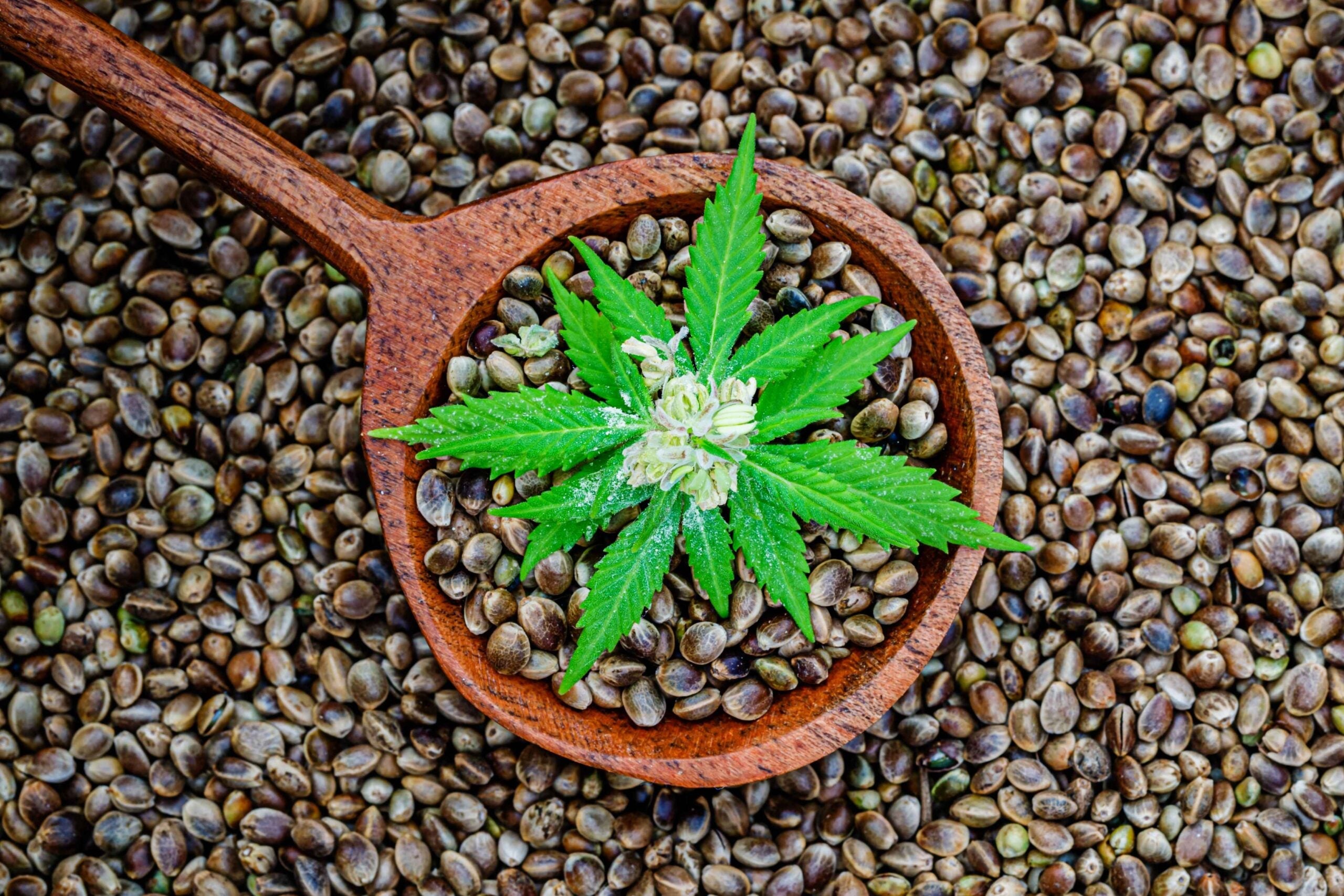 Why Are Hemp Seeds Called a “Superfood”?