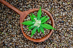 Why Are Hemp Seeds Called a “Superfood”?