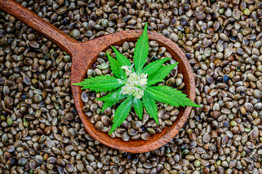 Why Are Hemp Seeds Called “Superfoods”?