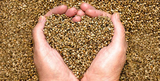 Discover the Wonder of Hemp Seeds: Your Guide to Nature's Superfood Hero